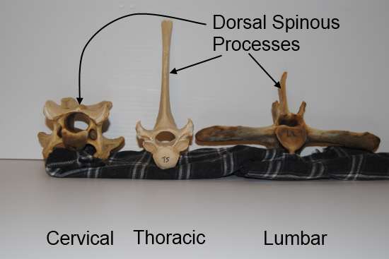 2012_Jan_28_8_equine_vertebrae.jpg