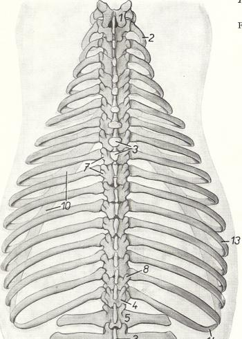 2012_April_14_Rib_cage_8.jpg