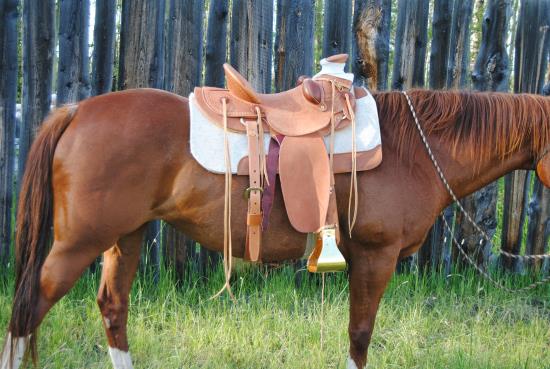 Saddled and ready to go 2016 April 2 1 Dancer second horse.JPG