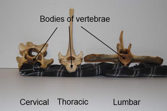 2012_Jan_28_2_equine_vertebrae.jpg