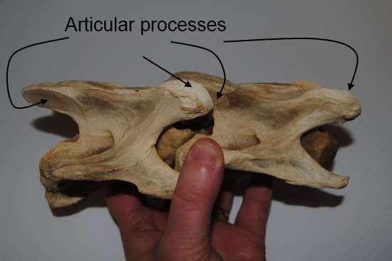 2012_Jan_28_10_equine_cervical_vertebra.jpg