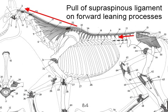 2012_March_3_8_suprapinous_ligament.jpg