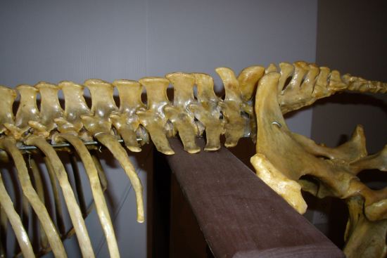 2012_March_17_1_lumbar_vertebrae.jpg