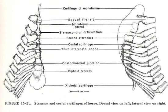 2012_April_14_Rib_cage_10.jpg