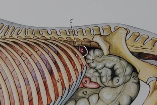 2016 May 11 4a 6 left kidney.jpg