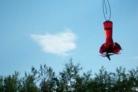 2013_May_21_16_a_hummingbird.jpg