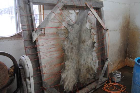 2014 Oct 30 7 deer hides drying.jpg