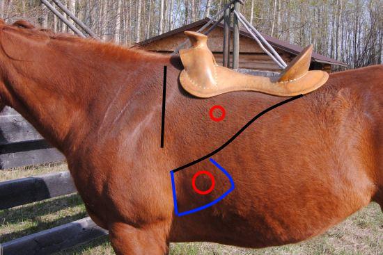 2012_July_14_8__rigging_and_cinch_ring_positions_and_the_equine_serratus_ventralis_msucle.jpg