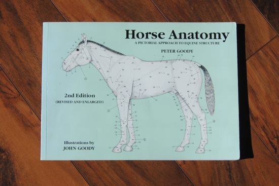 2016 April 18 11 Goodys Horse Anatomy.jpg