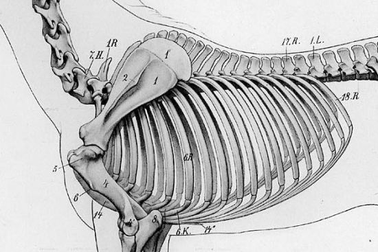 2015 May 26 2 skeleton.jpg