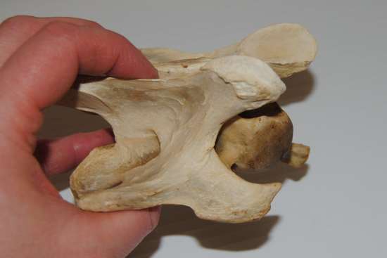 2012_Jan_28_3_equine_cervical_vertebra.jpg