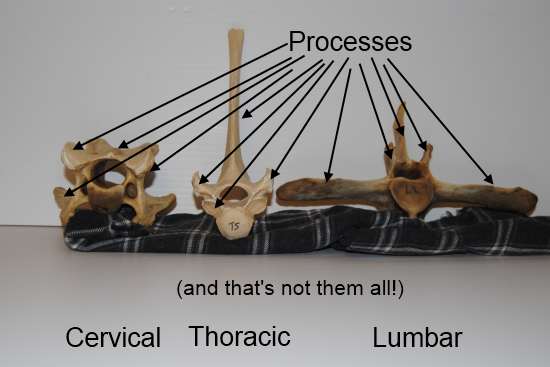 2012_Jan_28_7_equine_vertebrae.jpg