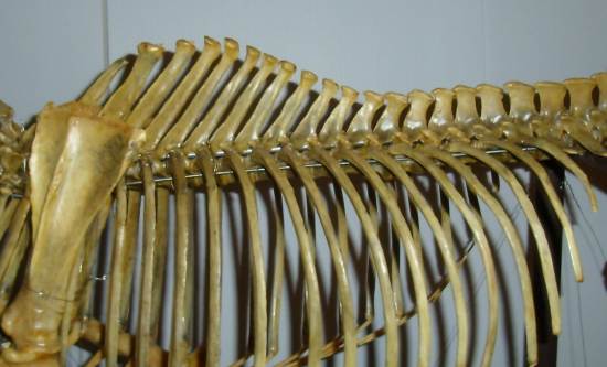 2012_Jan_15_3_thoracic_vertebrae_equine.jpg