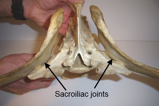 2012_March_17_6_lumbar_vertebrae.jpg