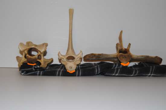 2012_Feb_10_3_equine_vertebrae.jpg