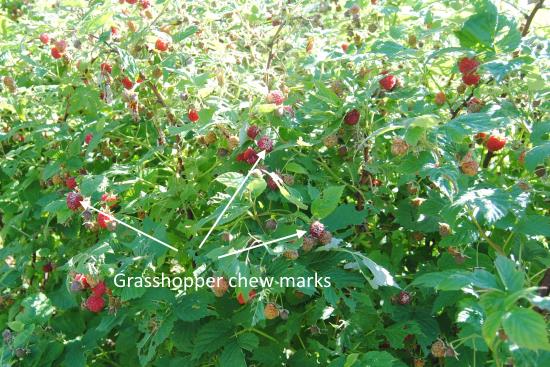 2015 July 15 11 raspberries!.jpg