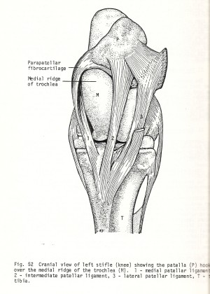 2011_Dec_8_3_patella_function.jpg