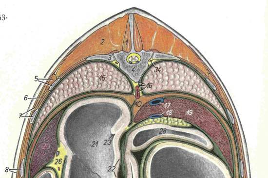 2012_Sept_7_11_Cross_section_at_T14_equine.jpg