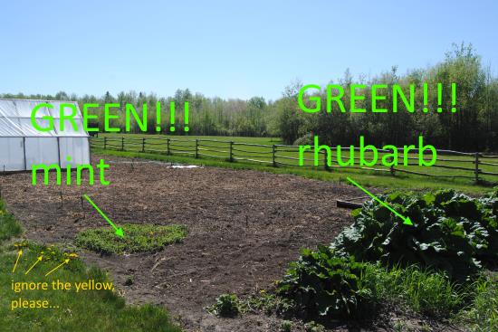 2015 May 23 7 garden.jpg