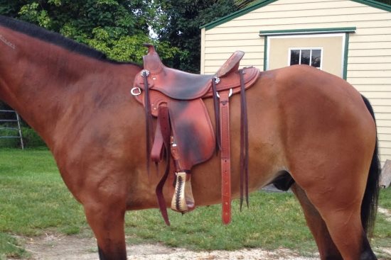 2015 May 15 16 saddle in place.jpg
