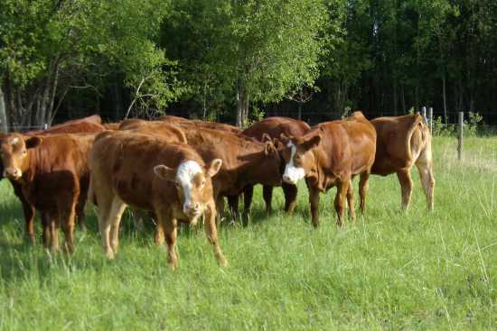 2013_May_21_13_our_heifers_June_8_2010.jpg