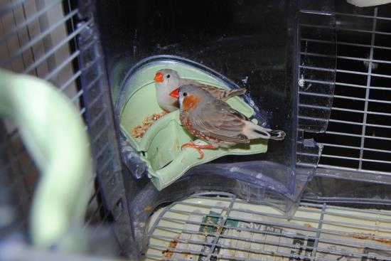 2013_Dec_5_2_Zebra_finch_babies.jpg