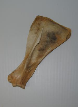 2011_Oct_21_4_left_scapula_lateral_view.jpg