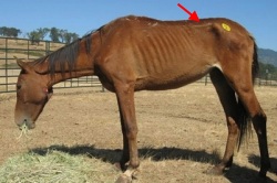 2012_March_24_8_horse_lumbar_processes.jpg