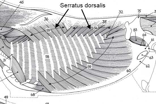 2012_Oct_8_2_Serratus_dorsalis.jpg