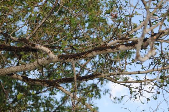 2013_June_1_2_3_black_on_trees.jpg