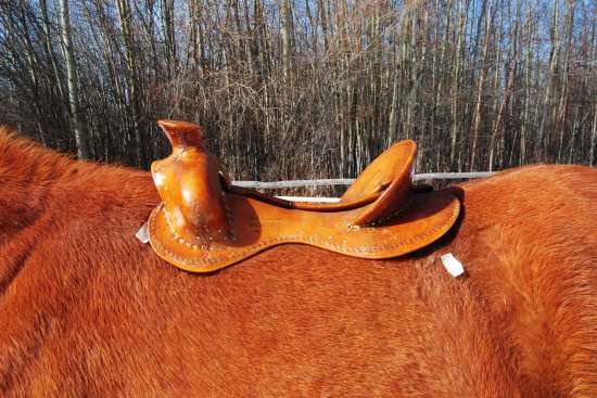 23 1/4 inch long bar 2012_August_7_5_tree_23.25_bar_length_1202027.jpg