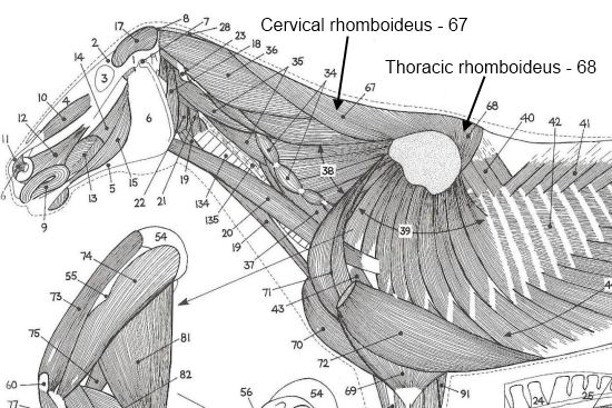 2012_June_14_2_rhomboids_2.jpg