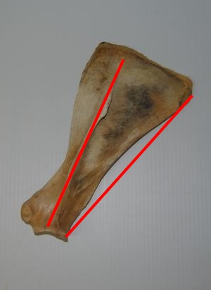 2015 May 26 5 left scapula lateral view.jpg