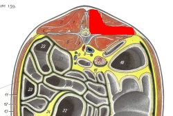 2012_March_24_4__longissimus_dorsi_cross_section_L3_cropped.jpg