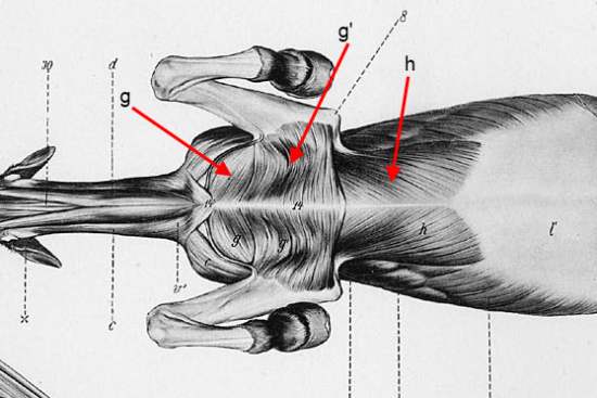 Muscular System - Chest Muscles & Pec Muscles