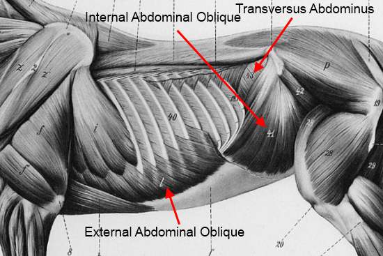 2012_Oct_8_7_abdominal_muscles.jpg