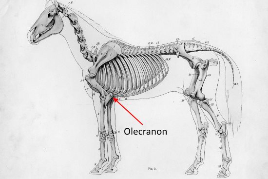 2016 April 25 6 equine olecranon.jpg