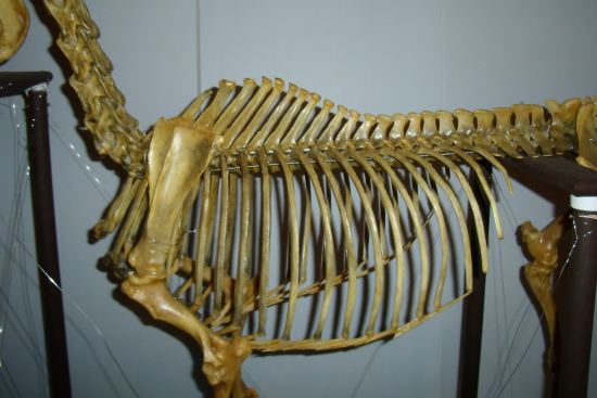 2012_March_3_1_equine_thoracic_spine.jpg