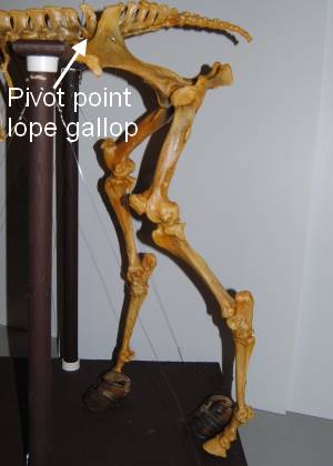 2011_Dec_20_3_Horse_hind_lope_gallop_pivot_point.jpg