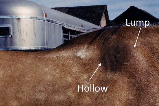 2015 April 24 6 ranch horse with lump and hollow atrophy.jpg