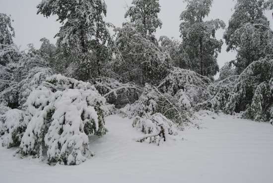 2016 May 21 5 May 20 2016 7 58 trees bent and broken under the snow.jpg