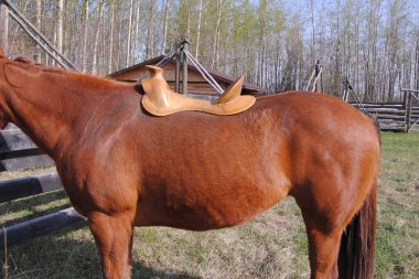 Western Saddle Fitting Chart