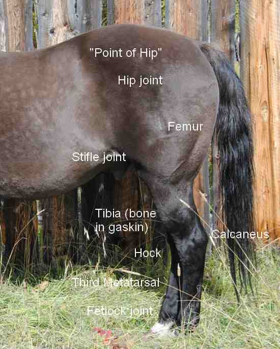 2011_Nov_29_3_horse_leg_labelled.jpg