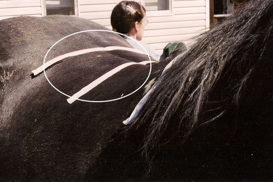2015 Dec 12 6 round horse.jpg
