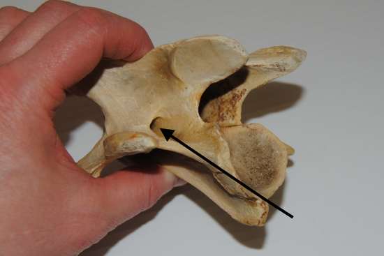 2012_Jan_28_15_equine_cervical_vertebra.jpg