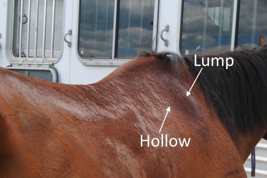 2015 April 24 8 English horse with lump and hollow.jpg