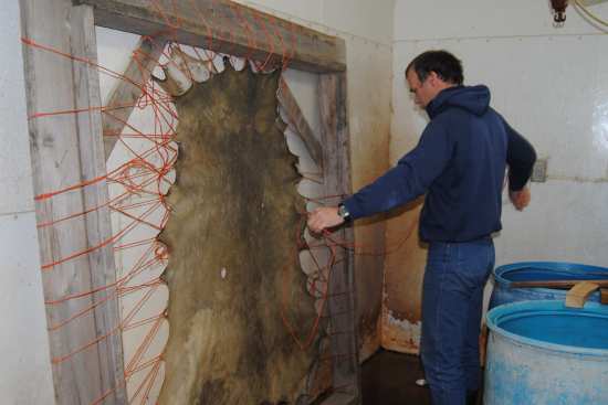 2011_Dec_12_4_removing_deer_hide_from_frame_DSC_6866.jpg