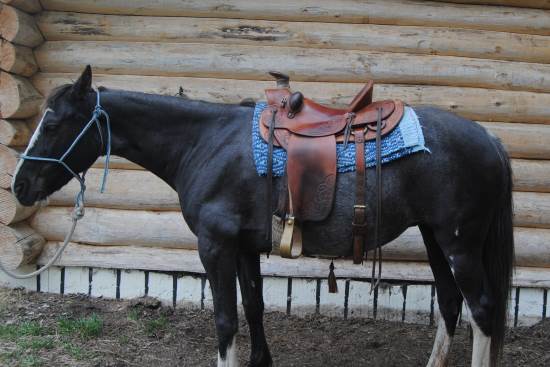 2016 May 11 1 Western saddle on horse.jpg
