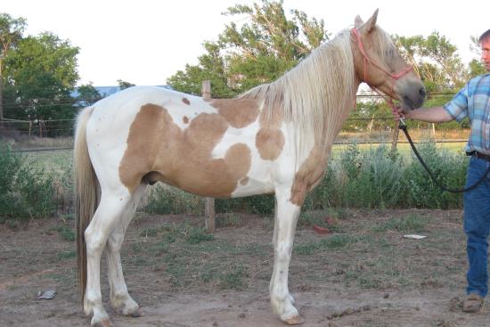 2013_Oct_1_12c_small_horse_with_rise_into_croup.JPG