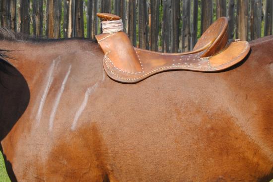 2015 June 8 9 bare saddle tree in proper position on horse.jpg